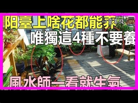 玉蘭花風水|【玉蘭花風水】玉蘭花風水：種植與禁忌，你一定要知。